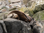 Lions of the rocks