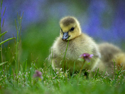 Goslings 