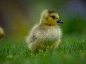 Goslings 