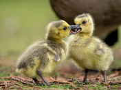 Goslings 