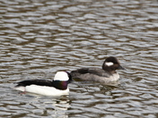 Male & female Buffleheads