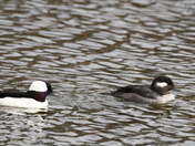 Buffleheads