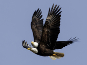 Collision or Near Miss!  