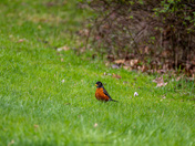 Royal Botanical Gardens Burlington - Cherry Blossoms