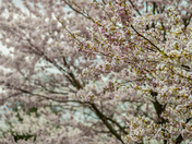 Royal Botanical Gardens Burlington - Cherry Blossoms