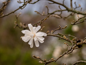 Royal Botanical Gardens Burlington - Cherry Blossoms