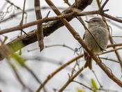 Royal Botanical Gardens Burlington - Cherry Blossoms