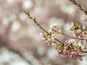 Royal Botanical Gardens Burlington - Cherry Blossoms
