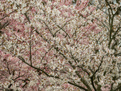 Royal Botanical Gardens Burlington - Cherry Blossoms