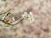 Royal Botanical Gardens Burlington - Cherry Blossoms