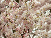 Royal Botanical Gardens Burlington - Cherry Blossoms