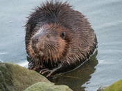 Beaver on the Fraser