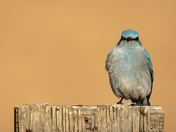 Mountain Bluebird