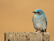 Mountain Bluebird