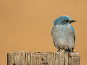 Mountain Bluebird