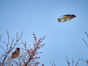 Cedar Waxwing