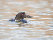 Common loon 