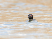 Common loon 
