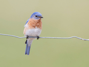 Eastern Bluebird 