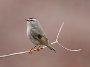 Golde-crowned kinglet 
