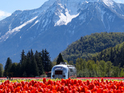 Harrison Tulip Festival