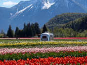 Harrison Tulip Festival