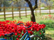 Harrison Tulip Festival