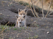 Fox Kit