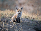 Fox Kit