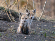Fox Kit