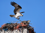 Strengthening the Nest