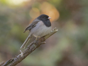 Sunset Junco