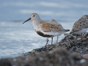 Giant Among Shorebirds