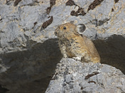 Meet the Pika!