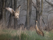 Misty Morning Dancing