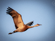 Sandhill Crane Sunset Fly  By 