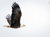 Bald Eagle Fly Over