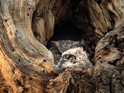 Whooooo's Watching Who?