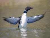 Common loon 