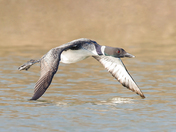 Common loon 