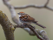Chipping sparrow 