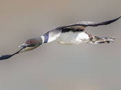 Common loon 