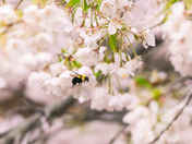 Bumblebee and cherry blossom
