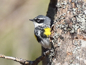 Warblers are coming!!