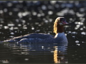 Common Merganser