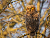 Fledgling Great Horned Owlet