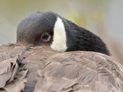 Canada Goose