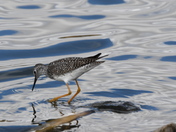 Feeding Yellowlegs