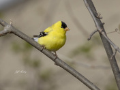 American goldfinch