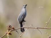 Grey catbird